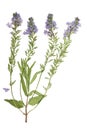 Pressed and dried flowers veronica spicata. Isolated on white background. For use in scrapbooking, floristry or herbarium