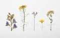 Pressed dried flowers on white background. Beautiful herbarium