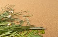 Pressed Dried Herbarium of Various Plants Top View