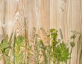 Pressed Dried Herbarium of Various Plants Top View