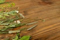 Pressed Dried Herbarium of Various Plants Top View