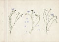 Pressed and dried herbs. Scanned image. Vintage herbarium background on old paper. Composition of the grass with blue flowers on a Royalty Free Stock Photo