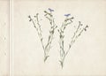 Pressed and dried herbs. Scanned image. Vintage herbarium background on old paper. Composition of the grass with blue flowers on o Royalty Free Stock Photo