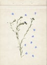 Pressed and dried herbs. Scanned image. Vintage herbarium background on old paper. Composition of the grass with blue flowers on o Royalty Free Stock Photo