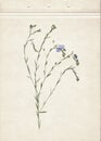 Pressed and dried herbs. Scanned image. Vintage herbarium background on old paper. Composition of the grass with blue flowers on o Royalty Free Stock Photo