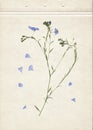 Pressed and dried herbs. Scanned image. Vintage herbarium background on old paper. Composition of the grass with blue flowers on o Royalty Free Stock Photo