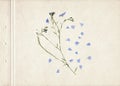 Pressed and dried herbs. Scanned image. Vintage herbarium background on old paper. Composition of the grass with blue flowers on o Royalty Free Stock Photo