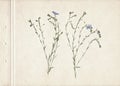 Pressed and dried herbs. Scanned image. Vintage herbarium background on old paper. Composition of the grass with blue flowers on o Royalty Free Stock Photo