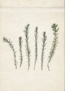 Pressed and dried herbs. Scanned image. Vintage herbarium background on old paper.  Composition of the grass on old paper. Royalty Free Stock Photo