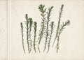 Pressed and dried herbs. Scanned image. Vintage herbarium background on old paper. Composition of the grass on a cardboard. Royalty Free Stock Photo