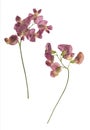 Pressed and dried lathyrus vernus. Isolated Royalty Free Stock Photo