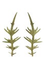 Pressed and dried leaves of thistle (Cirsium vulgare). Leaves is