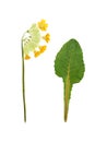 Pressed and dried maroon primrose flowers - primula polyanthus. Royalty Free Stock Photo