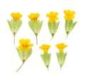 Pressed and dried maroon primrose flowers - primula polyanthus. Royalty Free Stock Photo