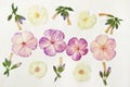 Pressed dried phlox buds and flowers. Floral background, backdrop for oshibana, scrapbooking, herbarium. A big set of forest autum Royalty Free Stock Photo