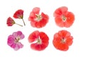 Pressed and dried pink delicate transparent flowers geranium pe Royalty Free Stock Photo