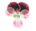 Pressed and dried pink delicate transparent flowers geranium Royalty Free Stock Photo