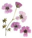 Pressed and dried pink delicate transparent flowers geranium pelargonium, isolated on white background. For use in scrapbooking Royalty Free Stock Photo