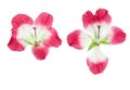 Pressed and dried pink delicate transparent flowers geranium Royalty Free Stock Photo