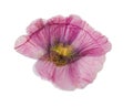 Pressed and dried pink flower mallow malva, isolated Royalty Free Stock Photo