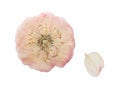 Pressed and dried pink flower wild rose. Isolated