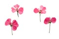Pressed and dried pink flowers geranium Royalty Free Stock Photo