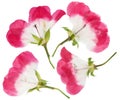 Pressed and dried pink flowers geranium, isolated on white Royalty Free Stock Photo