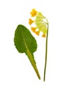 Pressed and dried primrose flowers - primula polyanthus Royalty Free Stock Photo