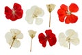 Pressed and dried red and white flowers of Geranium Royalty Free Stock Photo