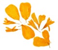 Pressed and dried set petals flowers tagetes or marigolds, isolated on white background. For use in scrapbooking, floristry or Royalty Free Stock Photo