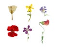 Pressed and dried six flowers isolated on white background. Royalty Free Stock Photo