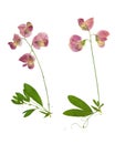 Pressed and dried stalk Lathyrus tuberosus flowers, isolated