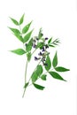 Pressed and dried stalk lathyrus vernus Royalty Free Stock Photo