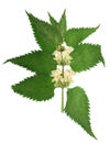 Pressed and dried stem nettle with flowers.