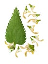 Pressed and dried stem nettle with flowers. Isolated