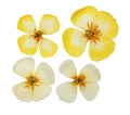 Pressed and dried yellow flowers eschscholzia. Isolated on white Royalty Free Stock Photo