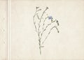 Pressed and dried herbs. Scanned image. Vintage herbarium background on old paper. Composition of the grass with blue flowers on o Royalty Free Stock Photo