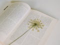 Pressed flower as a bookmark Royalty Free Stock Photo
