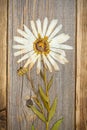 Pressed flower with white petals, herbarium