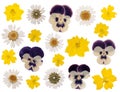 Pressed flowers