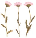 Pressed flowers, isolated