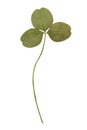 Pressed green clover leaf isolated on white background Royalty Free Stock Photo