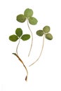Pressed green clover leaf isolated on white background Royalty Free Stock Photo