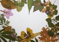 Pressed leaves and flowers botanical frame board background