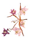 Pressed multicolor Aquilegia with extruded dried lily petals