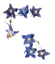 Pressed multicolor Aquilegia with extruded dried lily petals