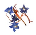Pressed multicolor Aquilegia with extruded dried lily petals, p