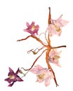Pressed multicolor Aquilegia with extruded dried lily petals, p