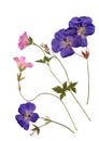 Pressed ping and purple geranium flowers.