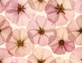 Pressed Pink Cosmos Flowers Pattern on Light Background in Translucent Style Royalty Free Stock Photo